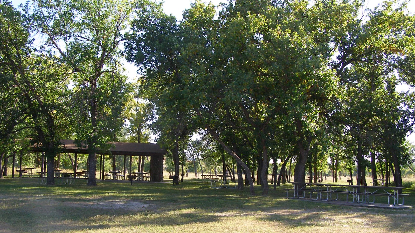 picnic benches under leafy trees in a grass field