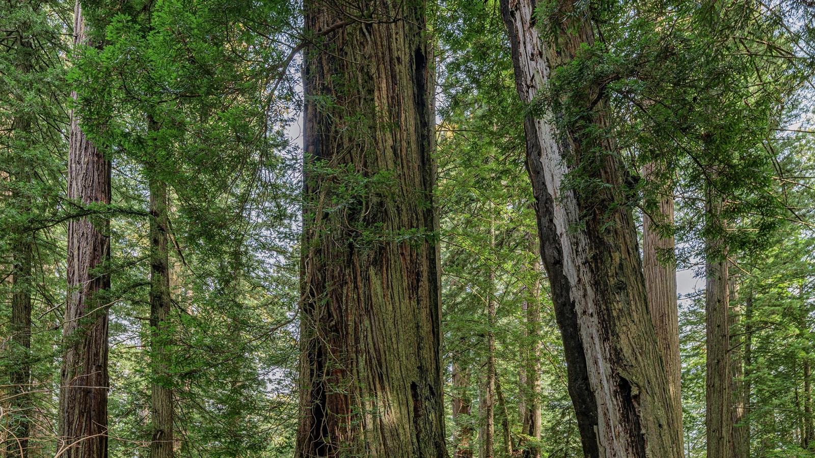Redwood trees stand tall. A dead redwood leans unsteadily against another large tree.