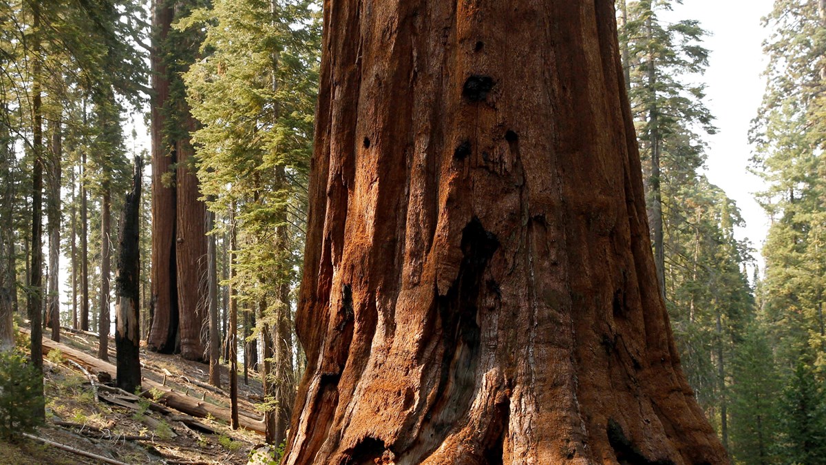 A reddish sequoia trunk with spots of sunlight