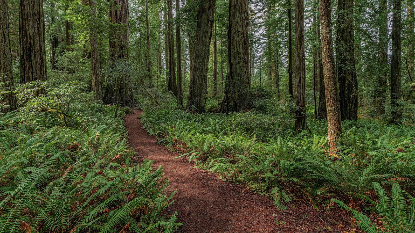 Hundreds of sword fern plants blanket the forest floor in green. 