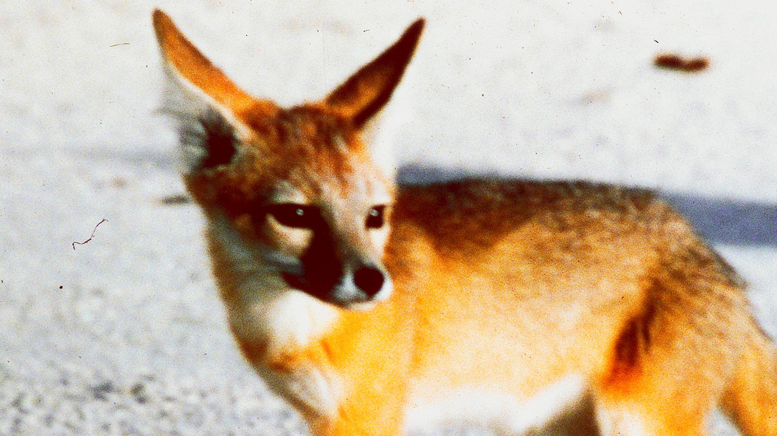 A kit fox with a fur pattern of black on top, red on its sides, and white on its belly.