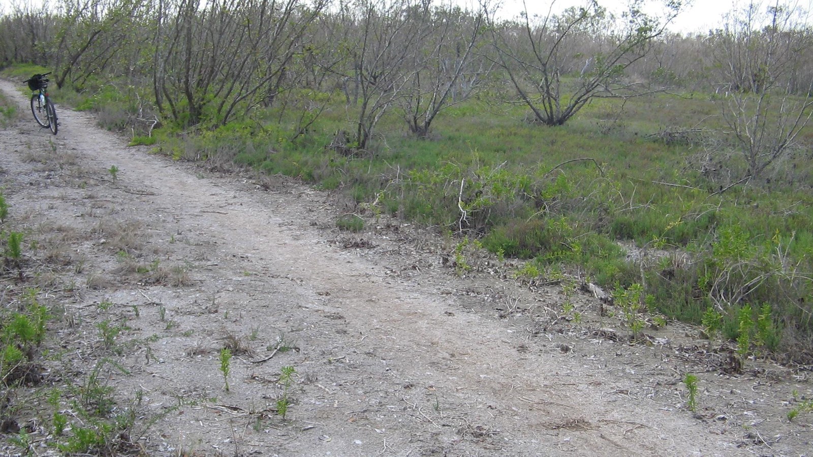 A wide dirt trail between buttonwoods trees with a bike standing on its kickstand.