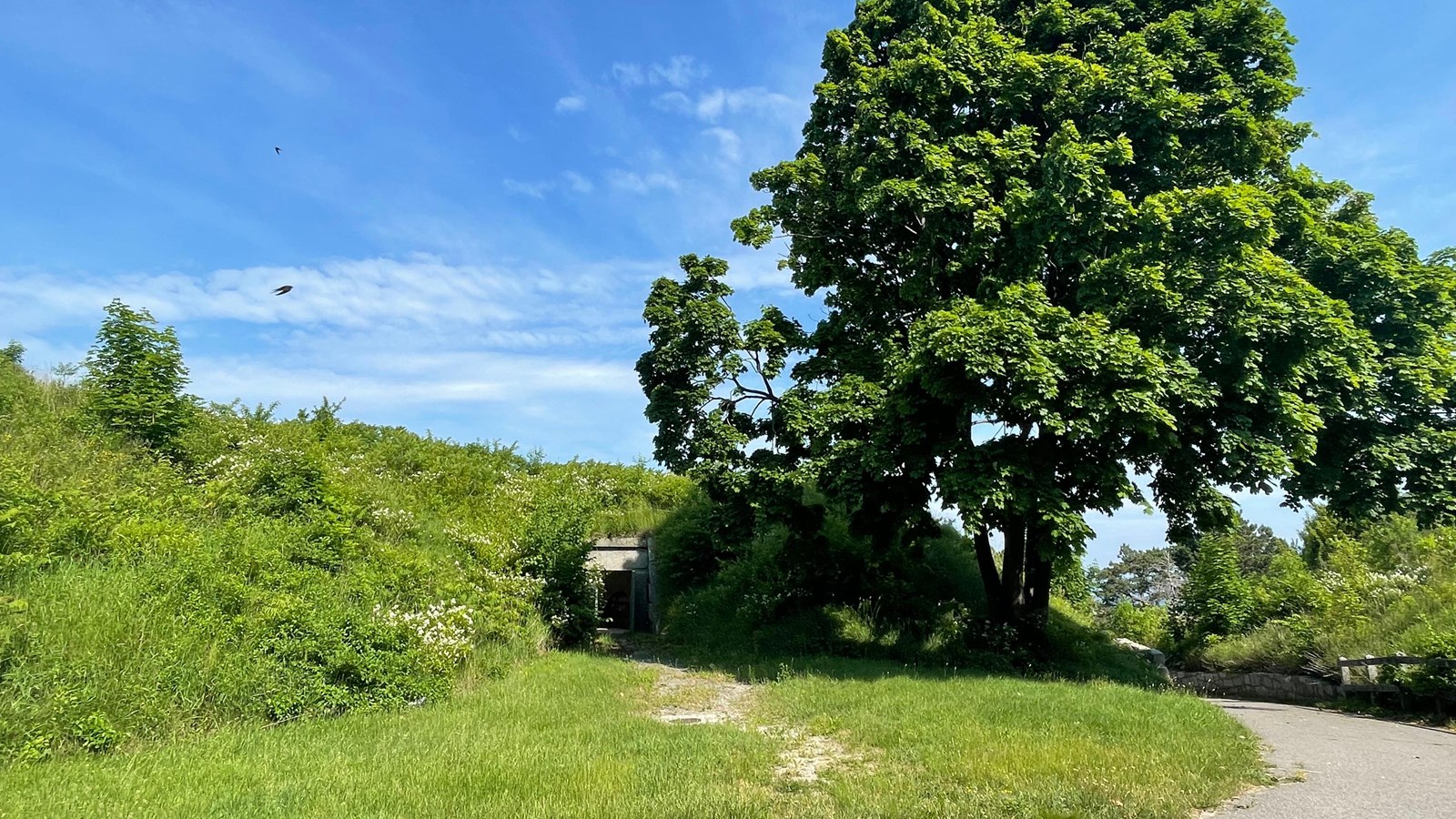 Overgrown hillside with a large tree next to it.