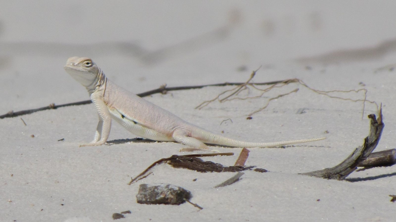 Bleached earless lizard basking in the sun is surrounded by white sand.