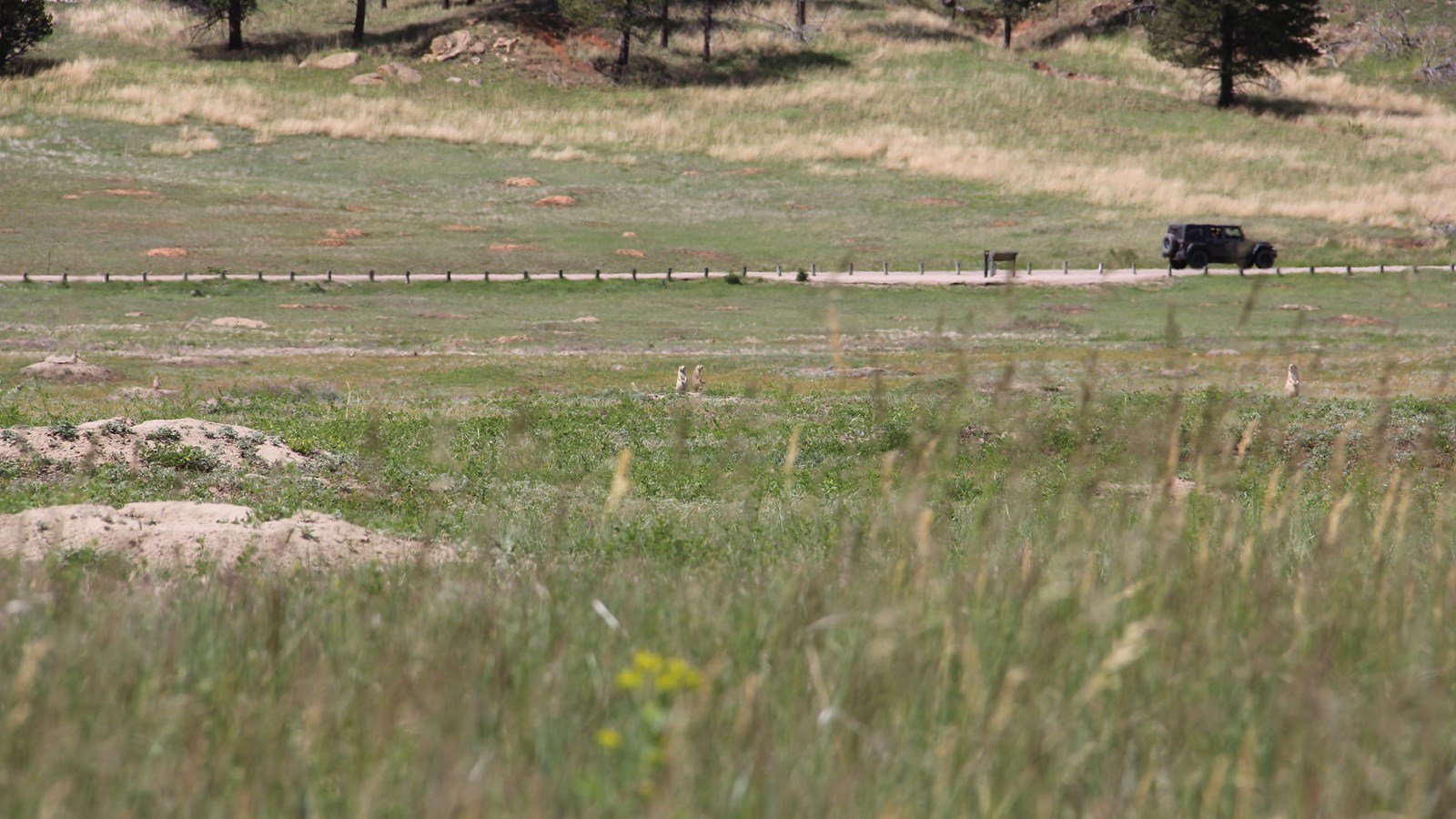 prairie grasses in the foreground, with prairie dogs and burrows in the middle ground