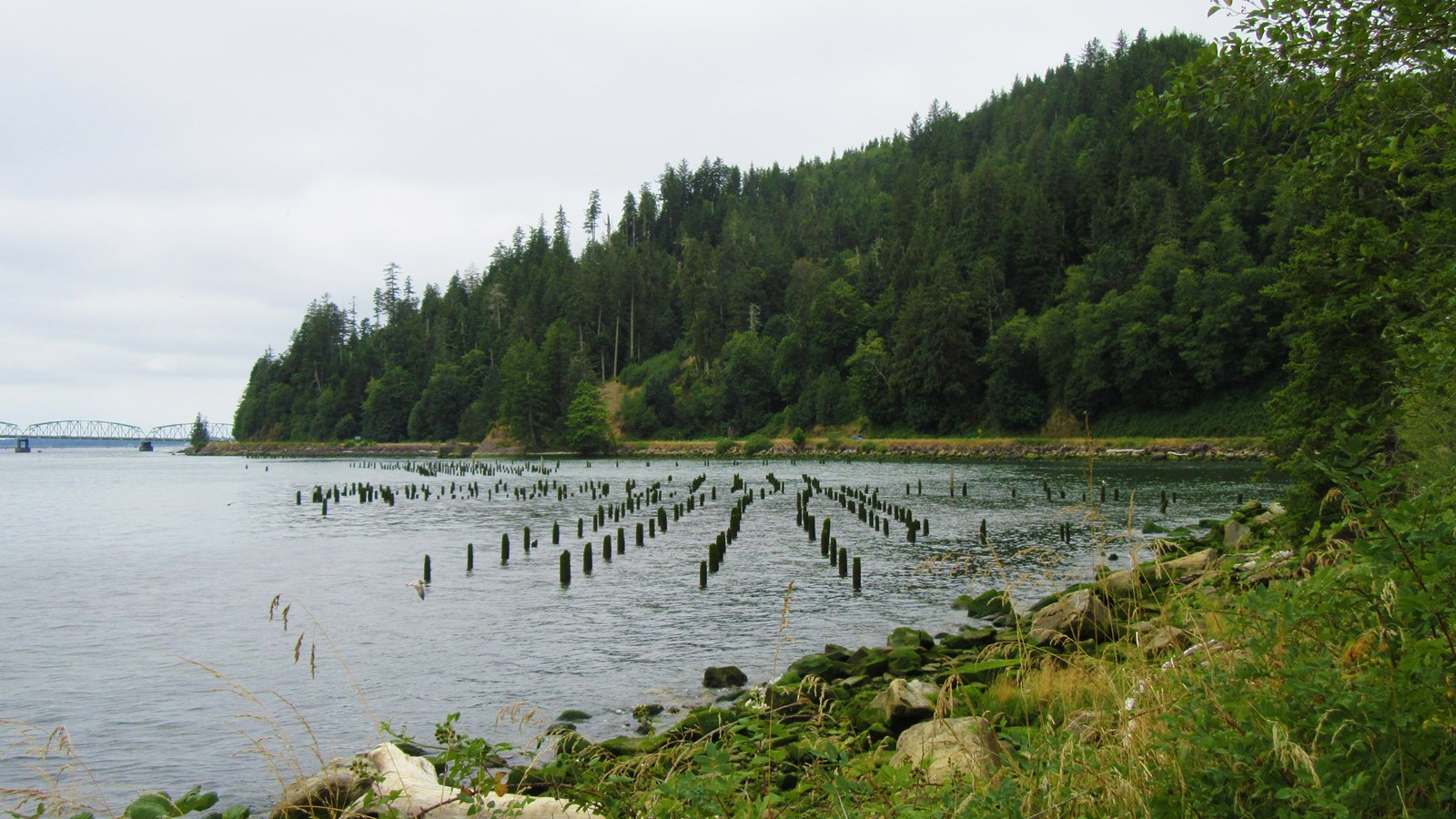 wide river with wooden pilings sticking out of the water