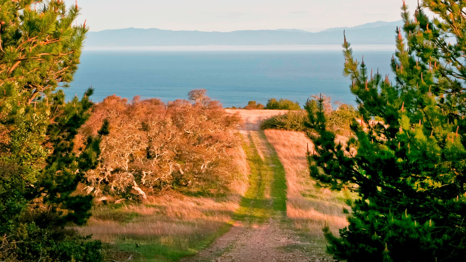 Pine trees along road overlooking ocean.