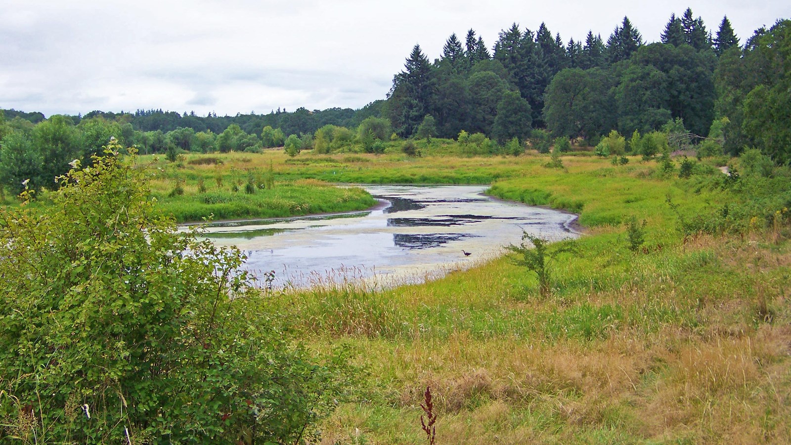 Large open field with small river running through the middle