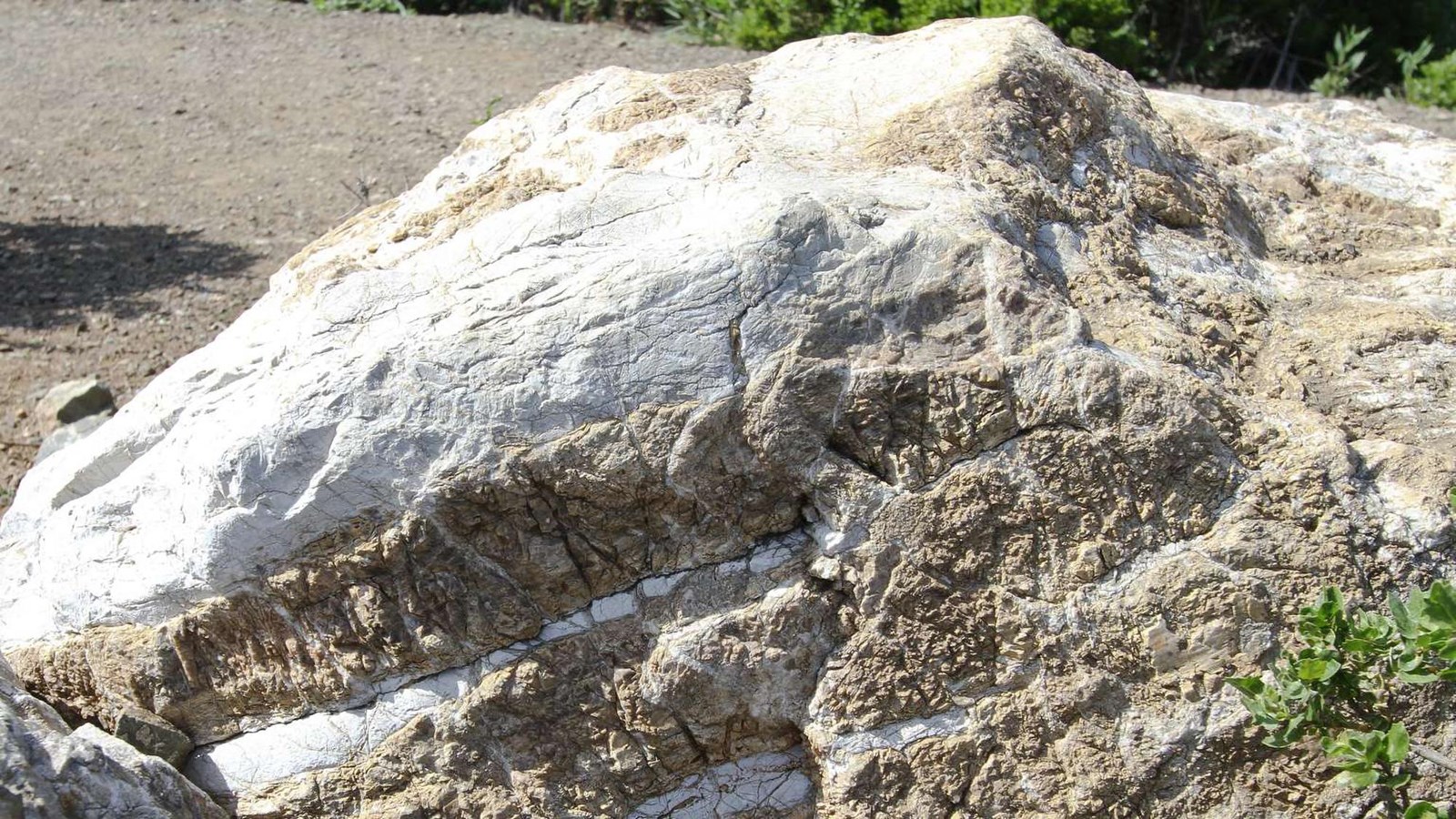 A bright white and sandy colored block of limestone, typical of formations in and around Mori Point.