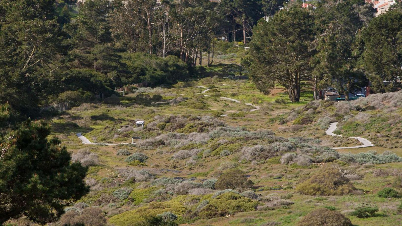 A look down a slope into Lobos Creek Valley with its boardwalk trail through the dune scrub.