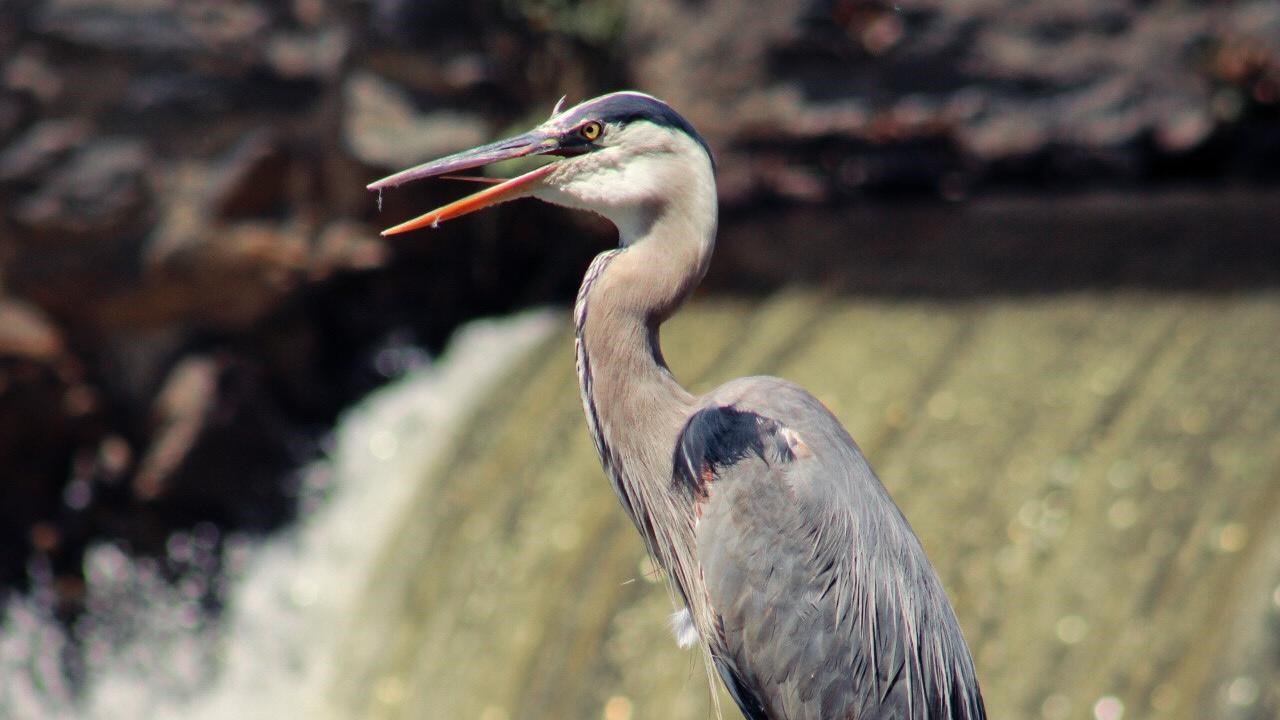 Great blue heron standing in front of waterfall
