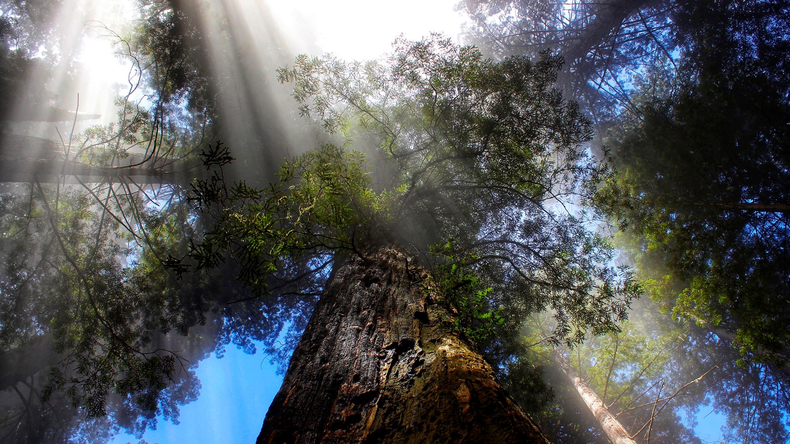 Light shines through fog as you gaze at the crown of an old-growth redwood. 
