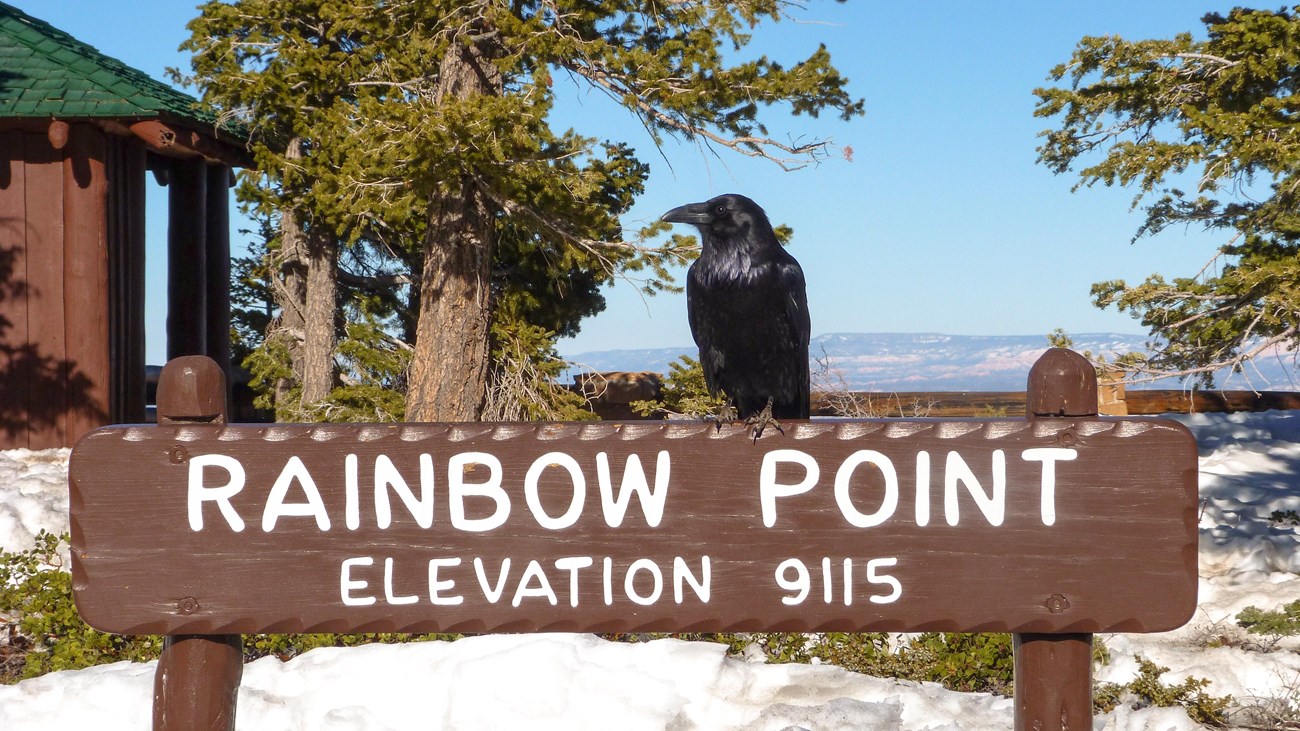 A raven sits atop a brown sign that says Rainbow Point Elevation 9115.