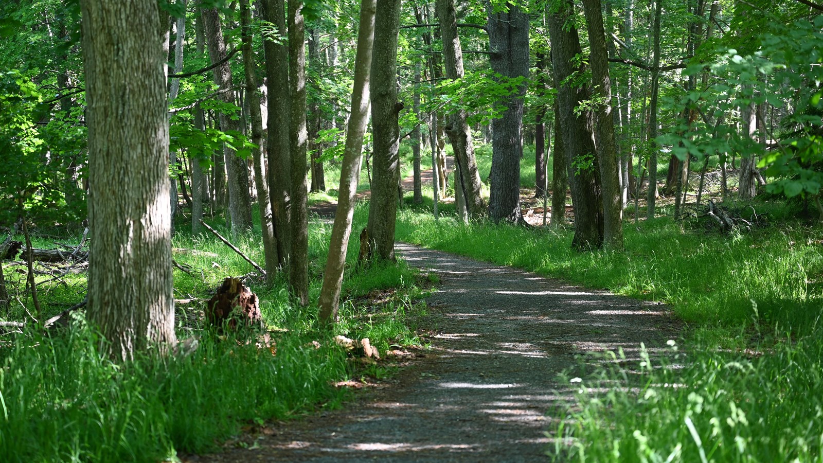 A gravel trail leading to the left surrounded by green tall grass.