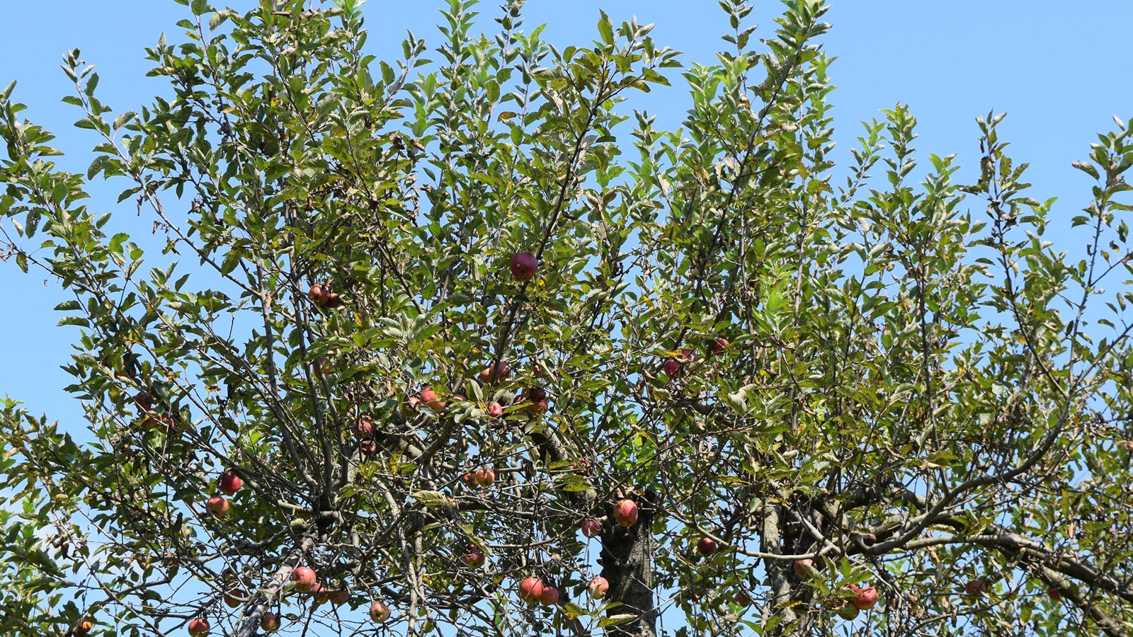 apple trees with fruit