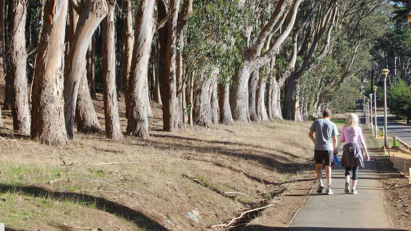  A man and a woman walk up Lovers\' Lane next to a eucalyptus grove in the afternoon sun.