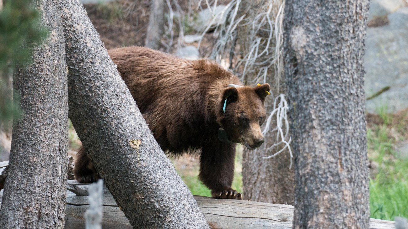 An adult bear with a brown coat and blue ear tag walks along a log