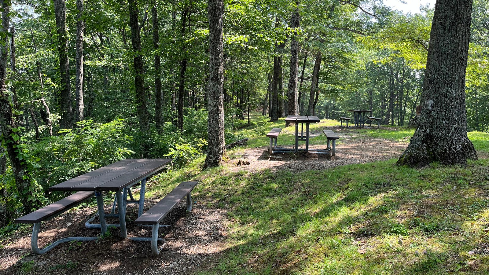 Three picnic tables in a forested area. Sun casts random shadows through pieces of forest canopy.