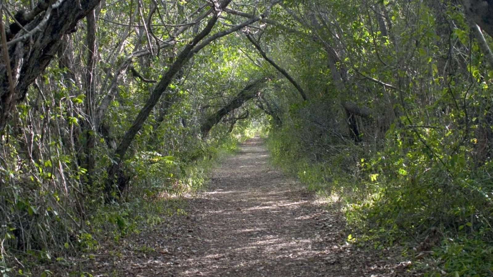 An unpaved path with overhanging green vegetation