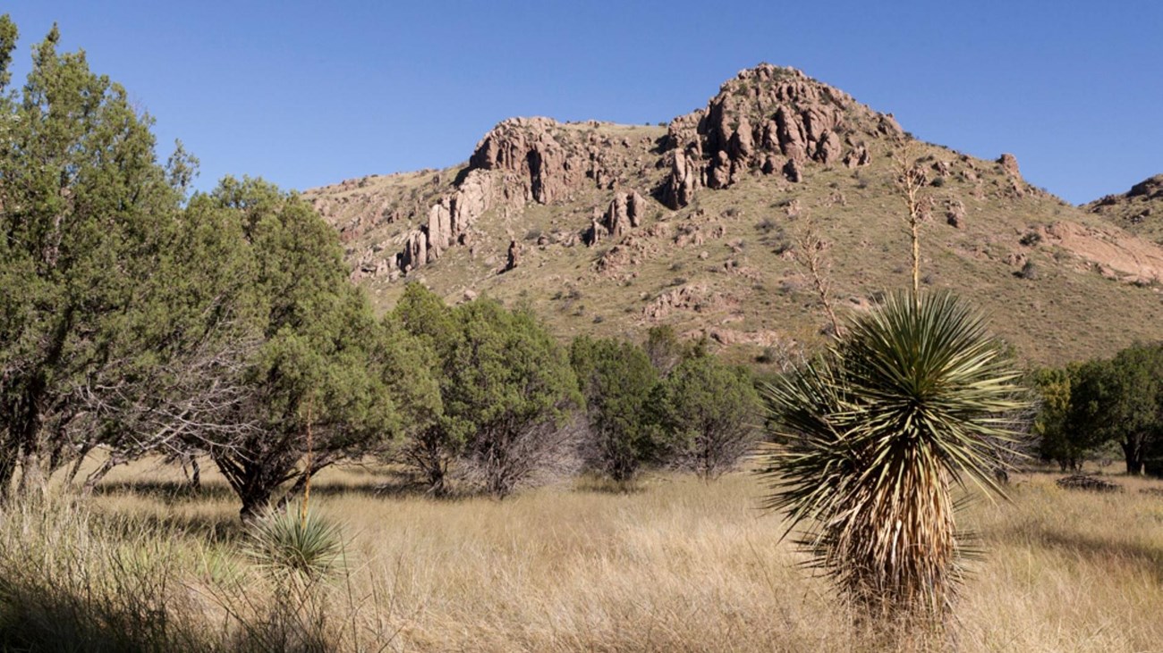 Trees and desert plants, brown grass, and mountain in the background.