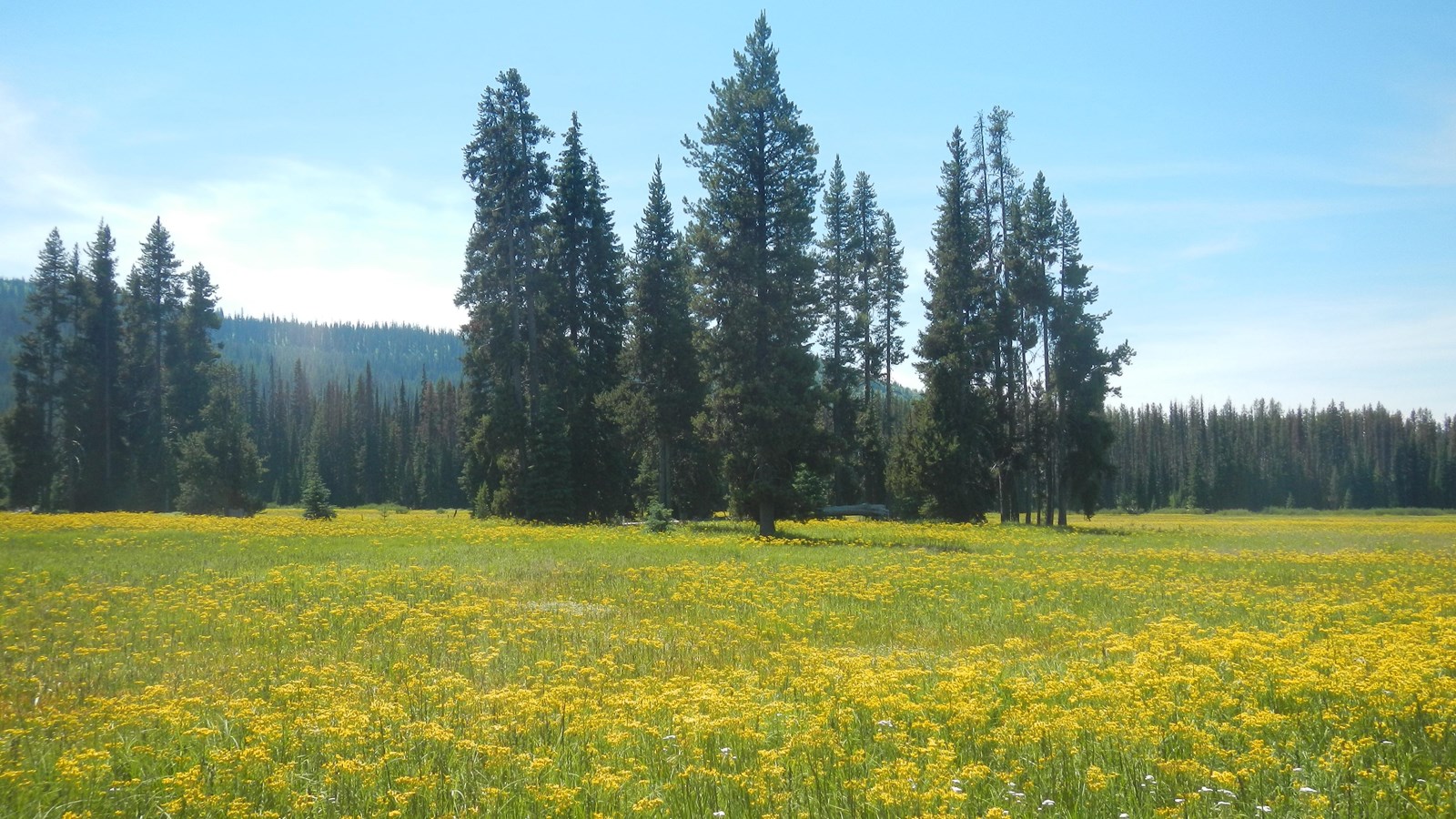large grassy field covered in yellow flowers