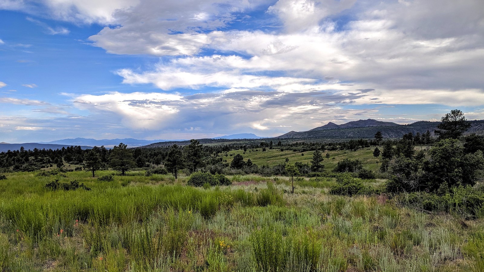 Green fields of Burnt Mesa