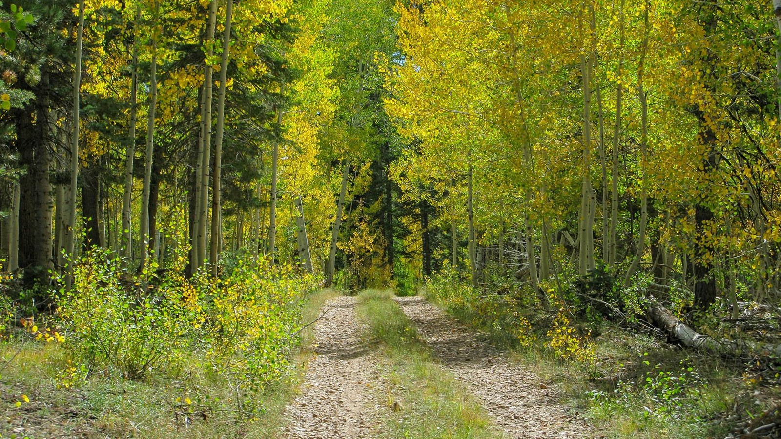 Two tire tracks passing through a densely forested area with aspen trees