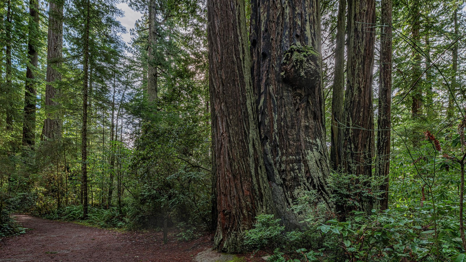 A redwood with many reiterations towers among green understory brush. 