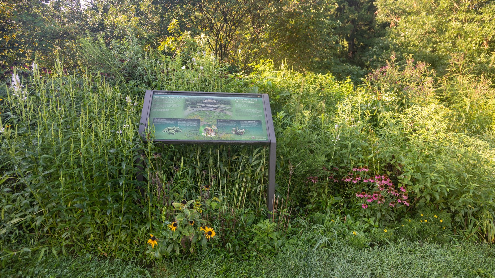 information panel found in native garden by Box Office