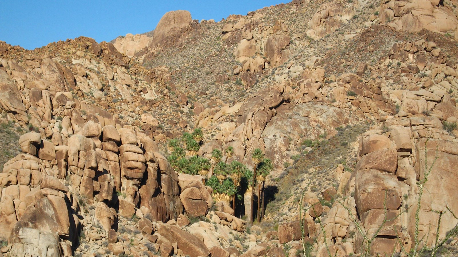 A group of fan palms in a rocky canyon with the canyon walls towering overhead.
