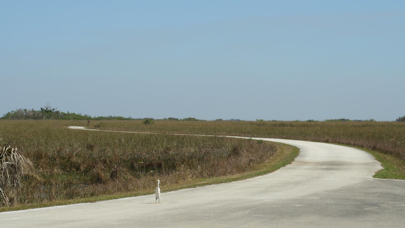 A concrete paved road winds through a sawgrass prairie. A white cattle egret stands on road