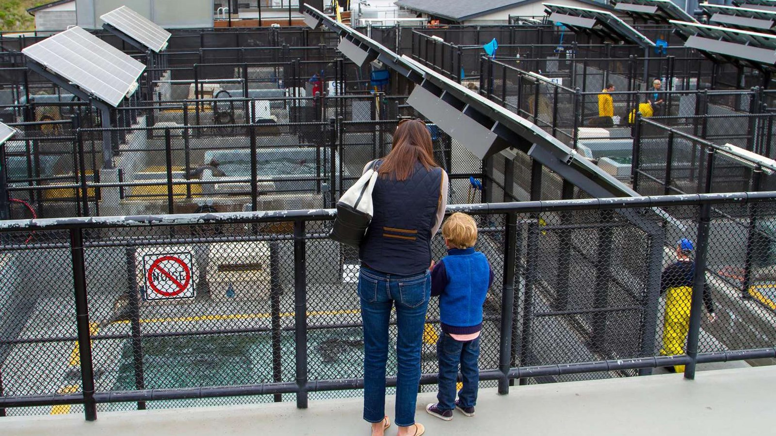 A mother and son look at seals resting in a rehabilitation pool.