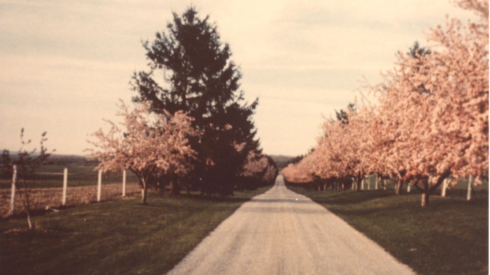 Color image showing pink flowering crabapple trees, Norway spruce trees, and the front lane.
