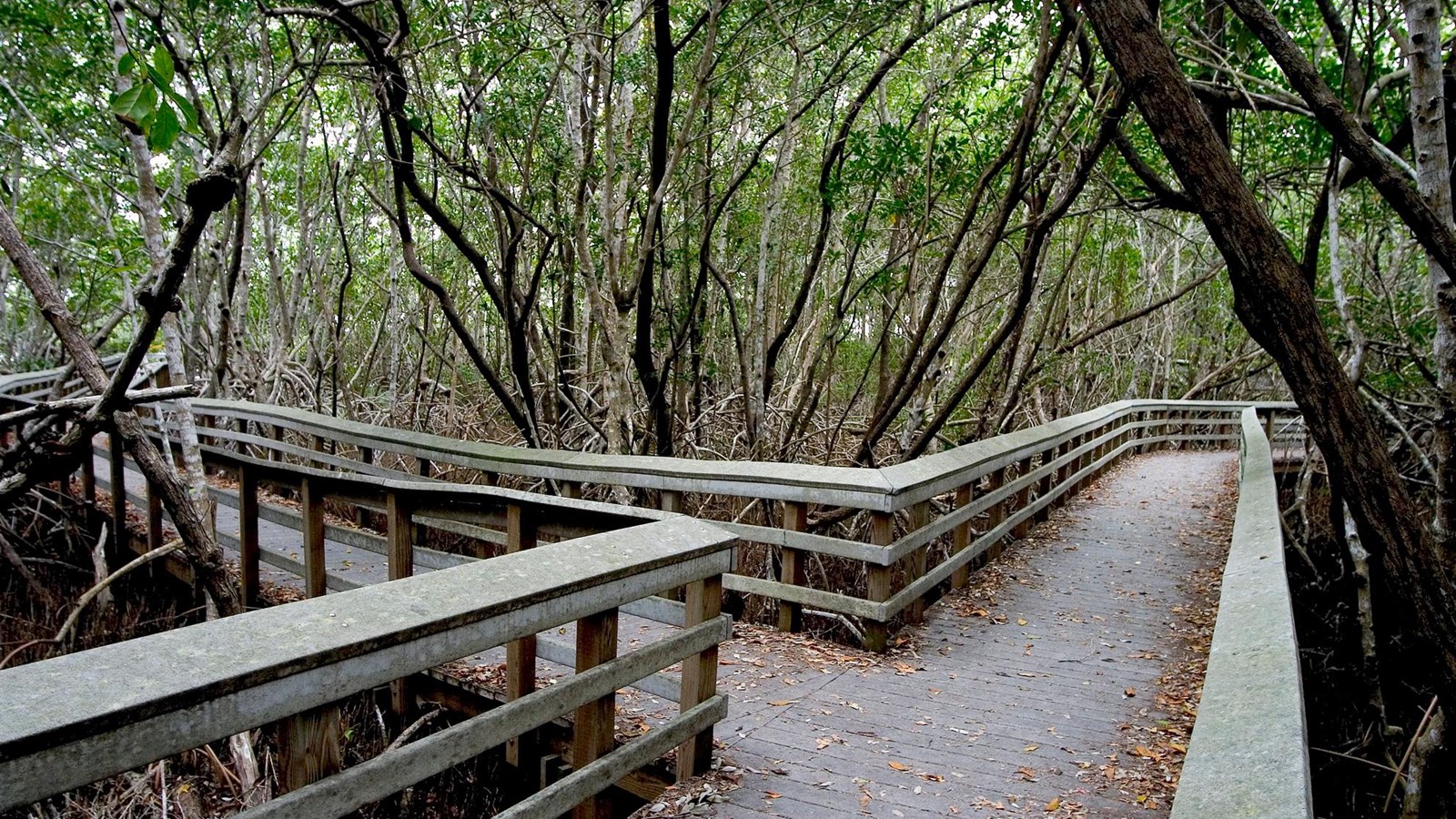 A gray wooden boardwalk forks with either direction travelling through overhanding trees