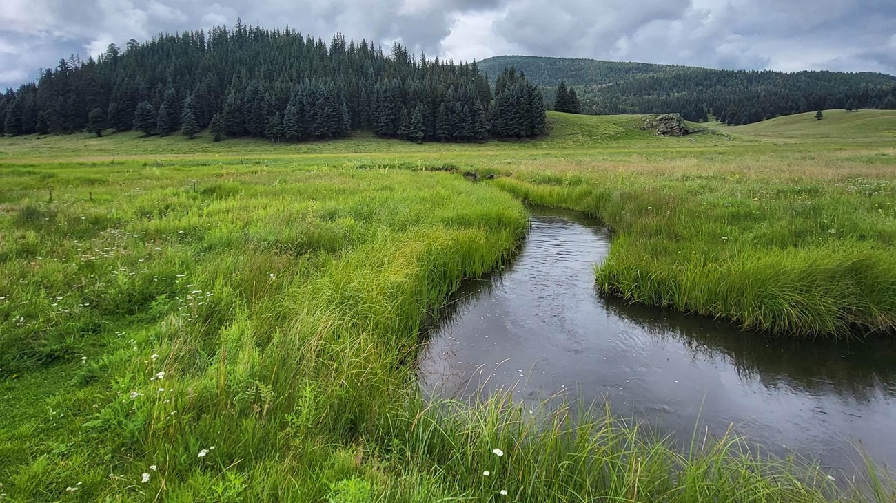 A narrow stream meanders through a lush montane meadow.