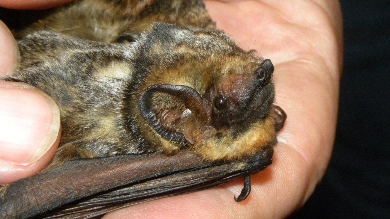 A bat with light and dark brown fur is held in someone\'s hands.
