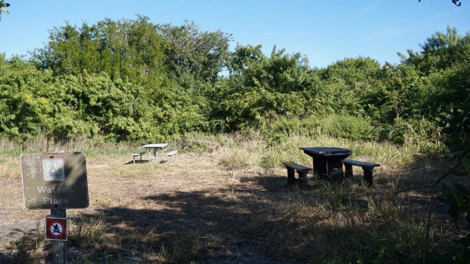 Two picnic tables border an overgrown camp clearing. Thick green vegetation surrounds the area