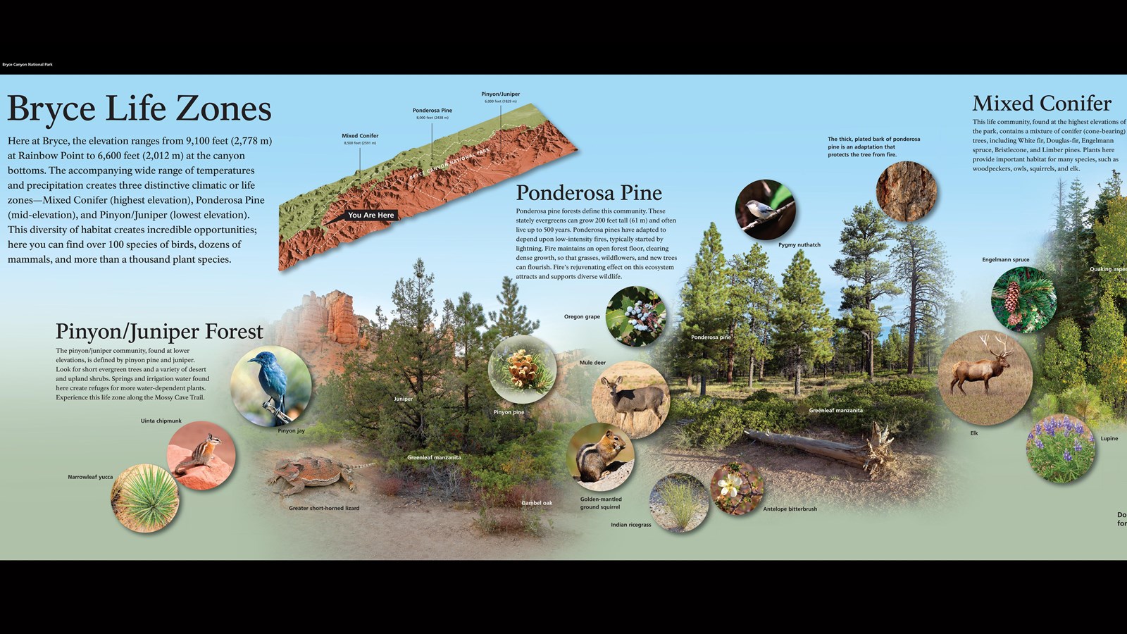 Wayside exhibit to interpret the 3 life zone communities found in the park.