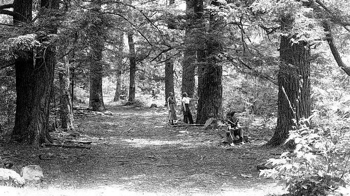 Visitors to the historic Skyland Resort enjoyed the hemlocks that still stand along the trail