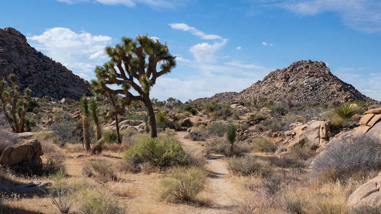 A sandy trail cutting through a Joshua tree and rock formation covered landscape. 