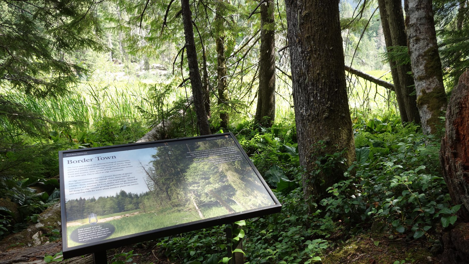 A panel in a metal frame at the edge of a forest with a view of a meadow through a row of trees.