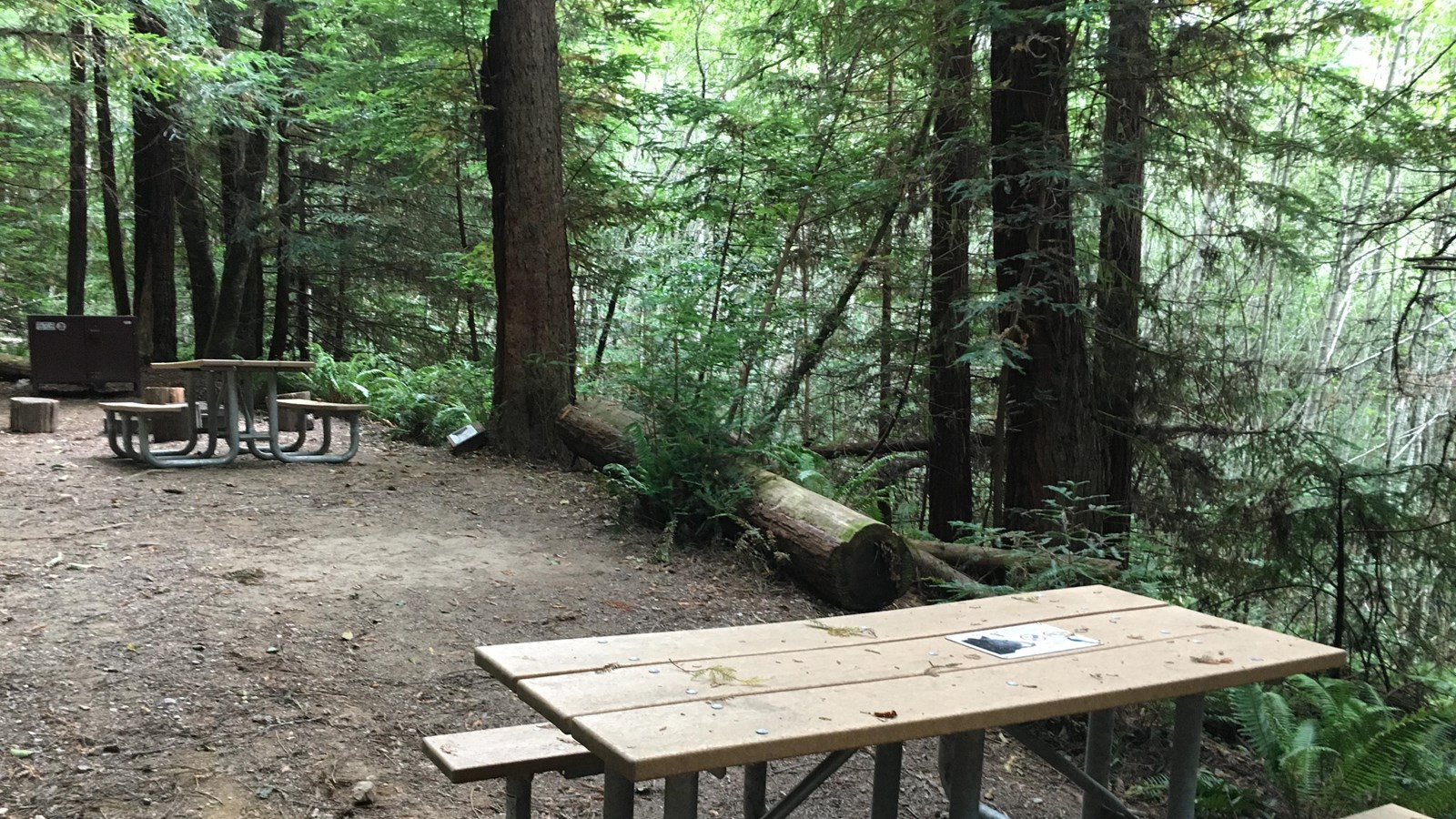 Picnic tables on dirt are surrounded by trees.