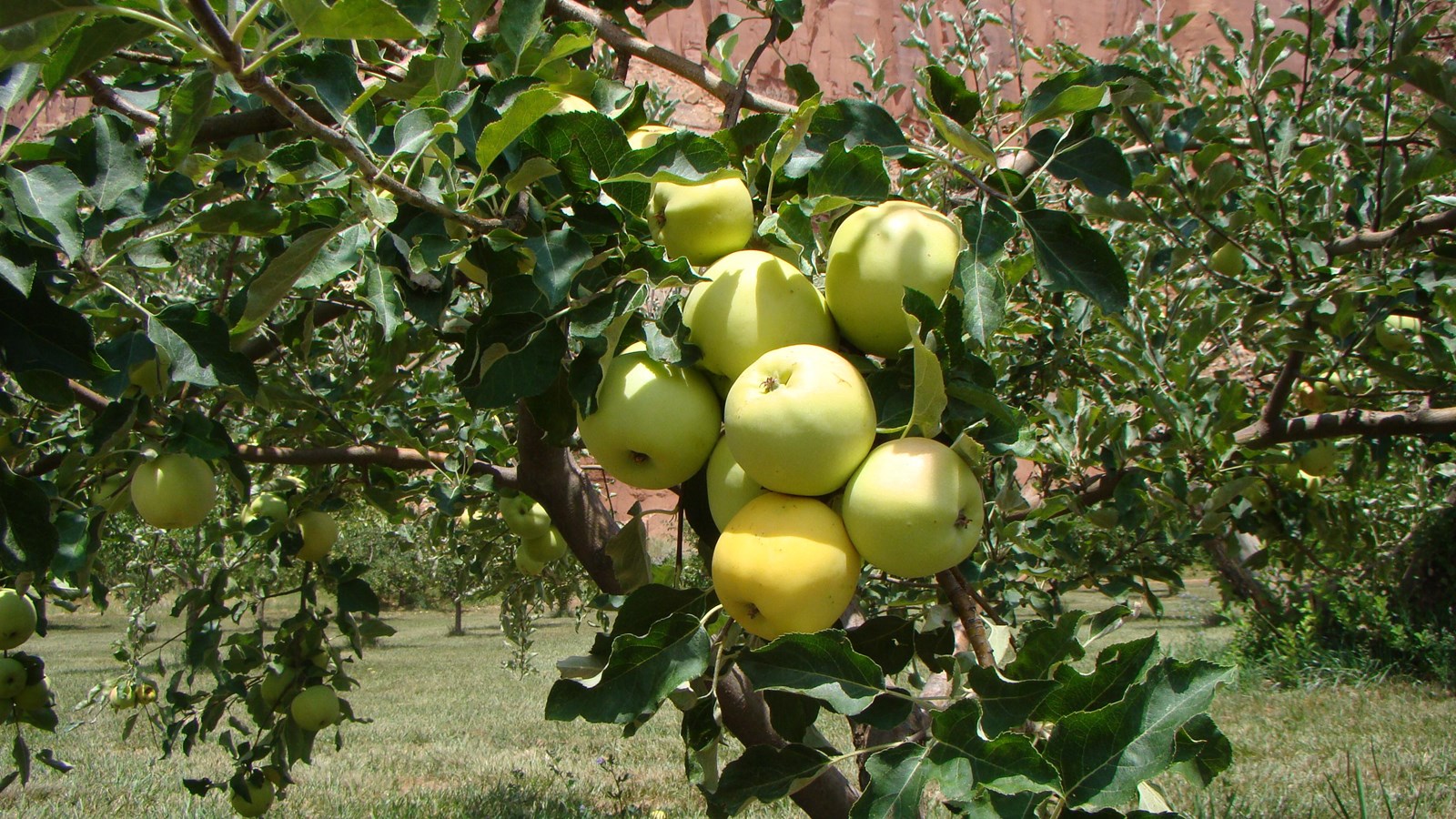 Clump of green-yellow apples on tree branch covered in dark green leaves, with grass and red cliffs