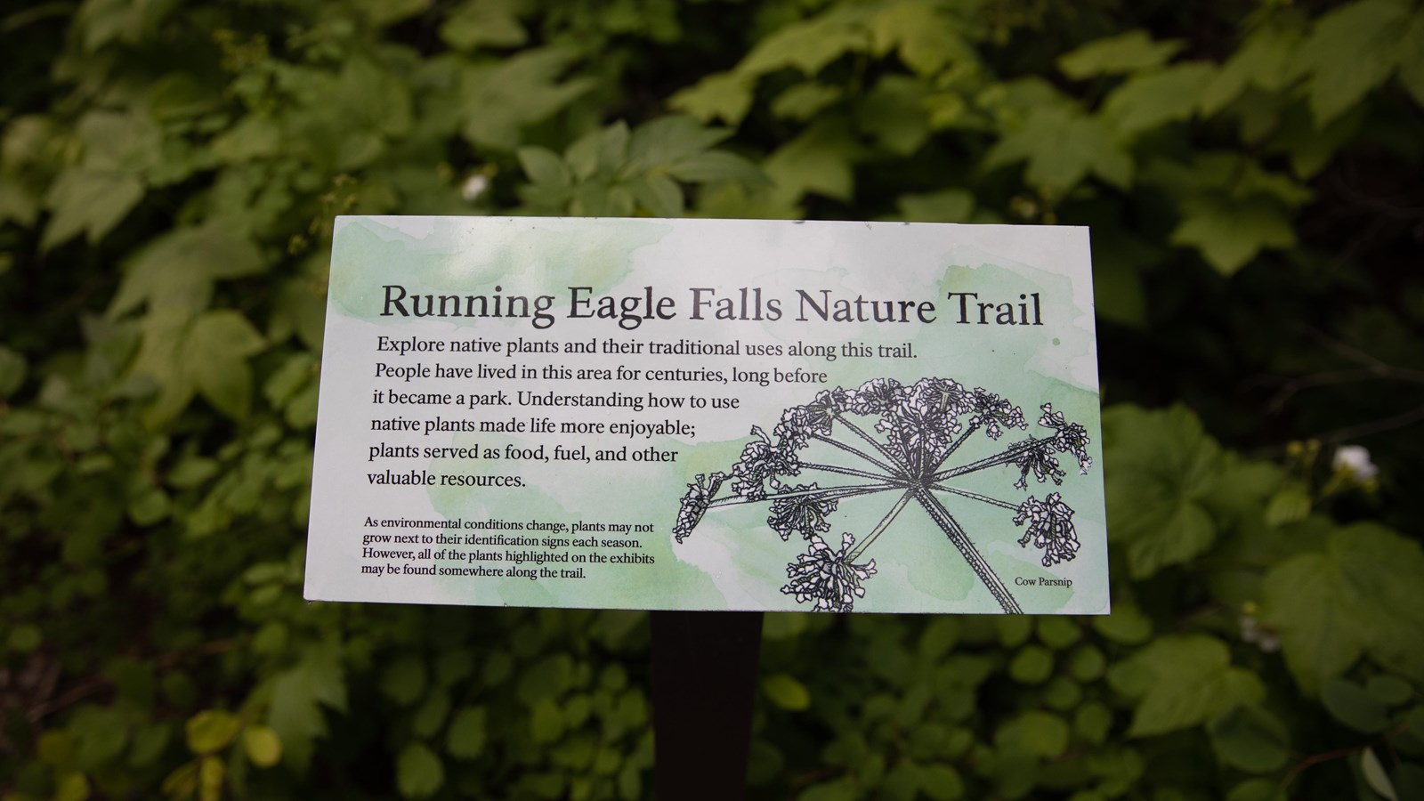 A small wayside with a watercolor drawing of cowparsnip with text about native plants on the trail. 