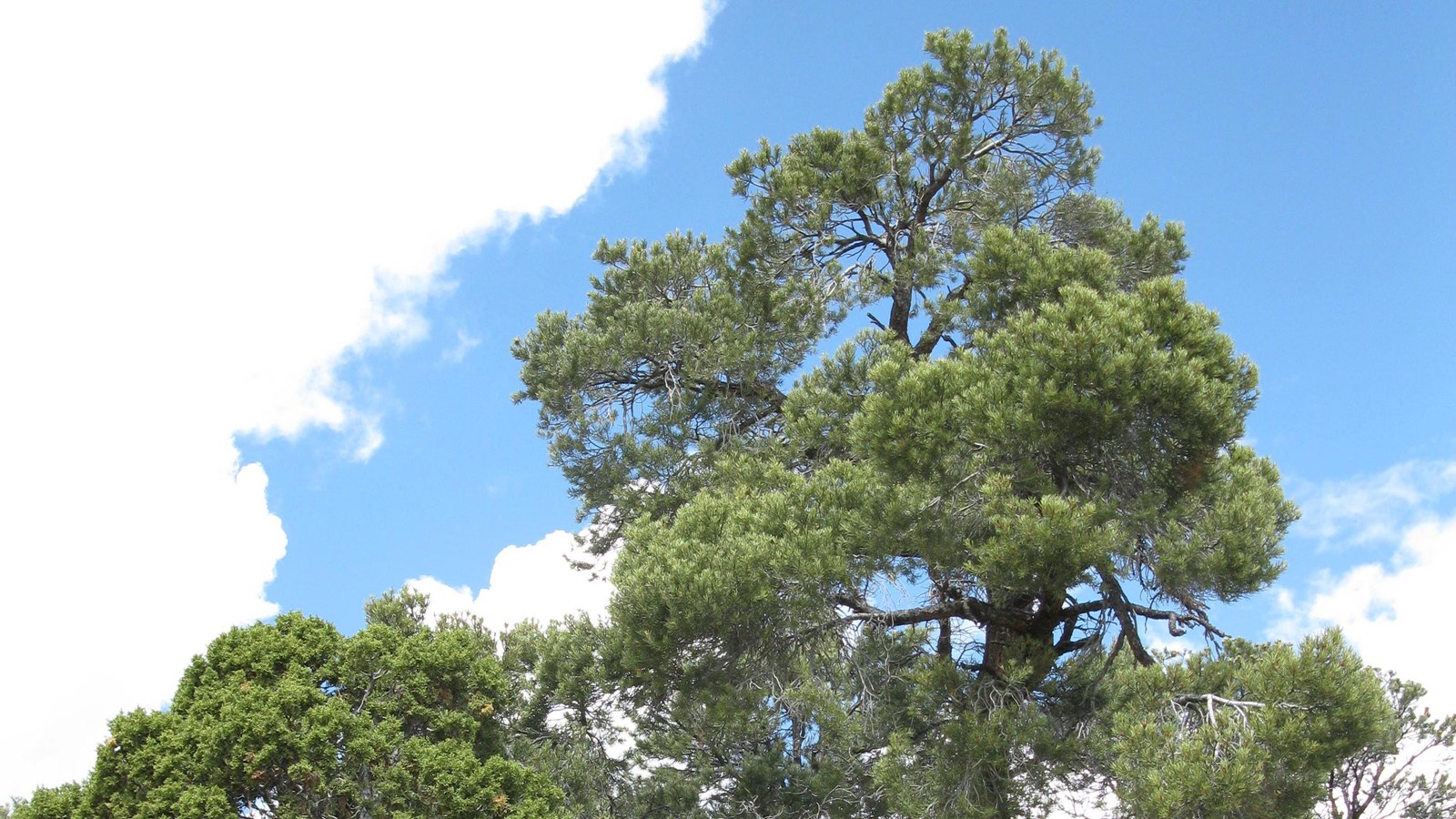 Two tall green trees stand in front of a blue sky with only a few small clouds.