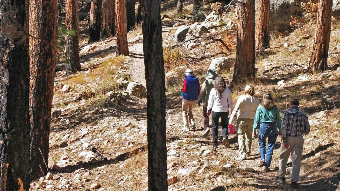 A group of people walk down a dirt trail through tall ponderosa pines