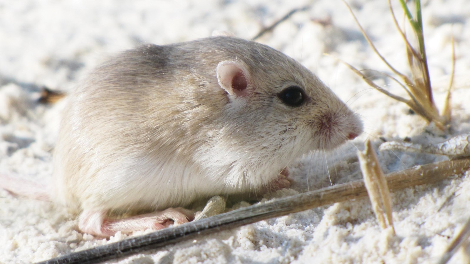 Apache pocket mouse with a slightly cream color on top by a green sprout.