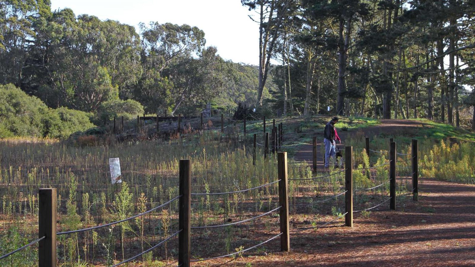 A man walks along a curving path next to a fenced off area with young plants.