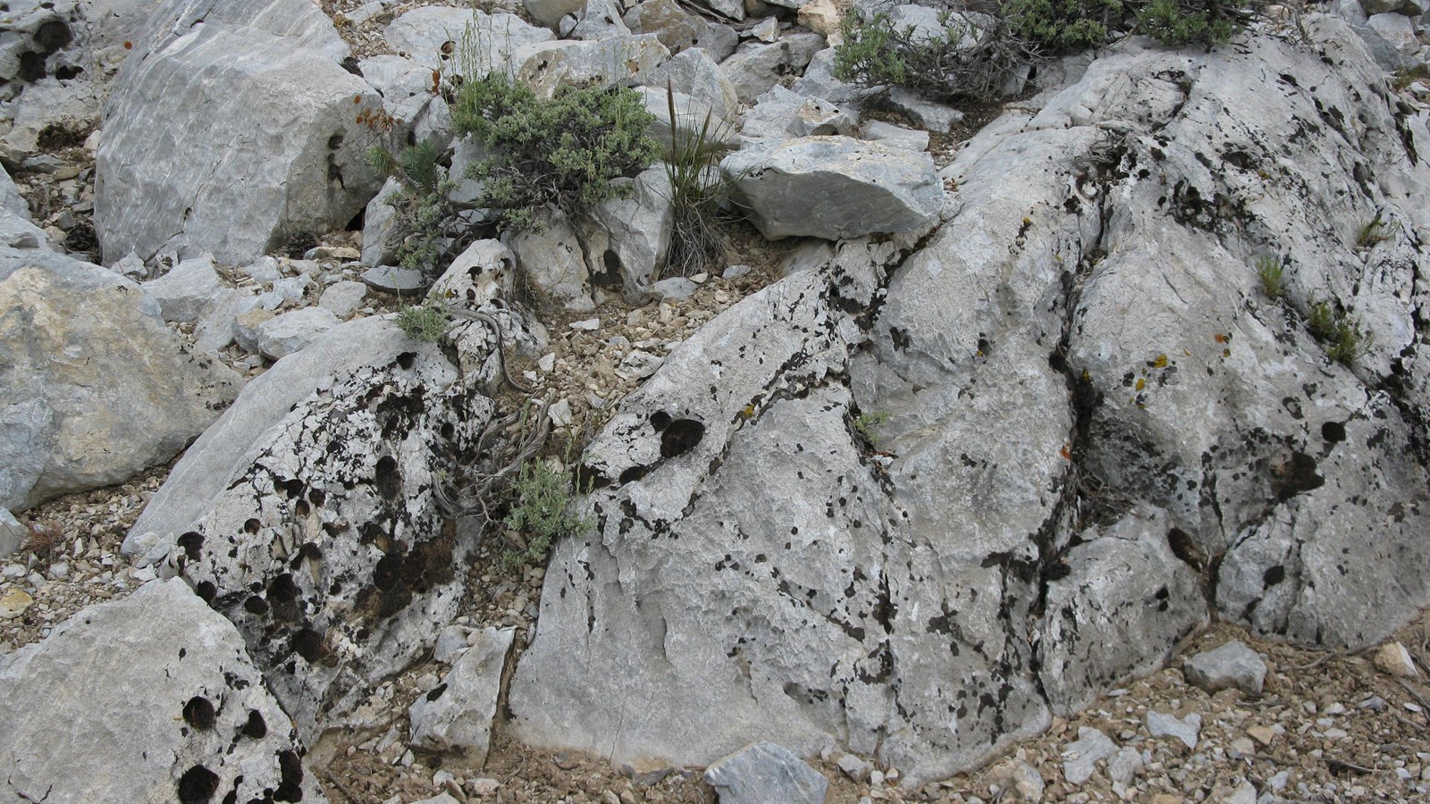 Grey-White rocks stick out of a brown shrub covered surface, revealing the hard rock below the soil.