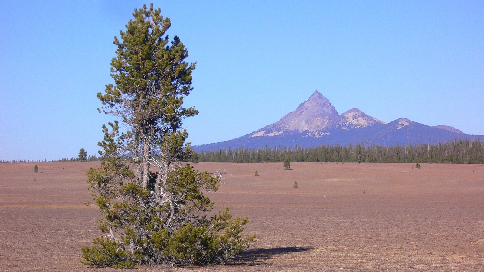 View of Pumice Desert with lone tree in the foreground and Mt. Thielsen in the background.